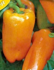Barancio Paprika Barancio