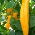 Puntpaprika Geel Puntpaprika Geel