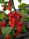 Bhut Jolokia Bhut Jolokia