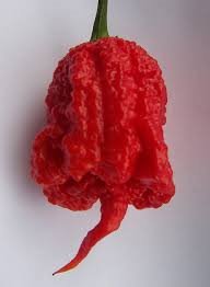 Carolina Reaper World's Hottest - Peperzadenwinkel