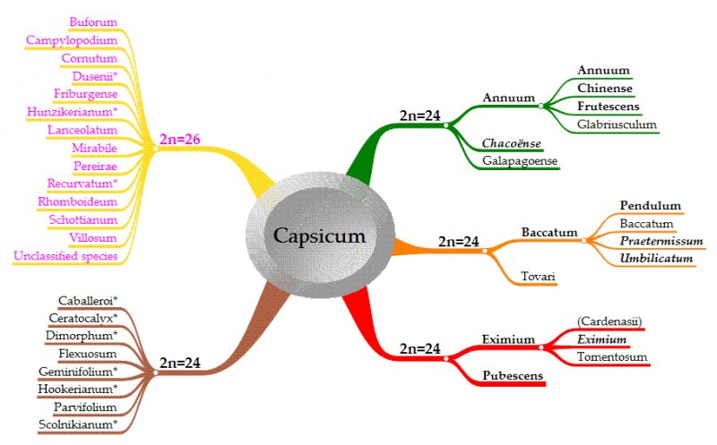 capsicum-species